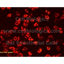 Rat Primary Coronary Artery Endothelial Cells